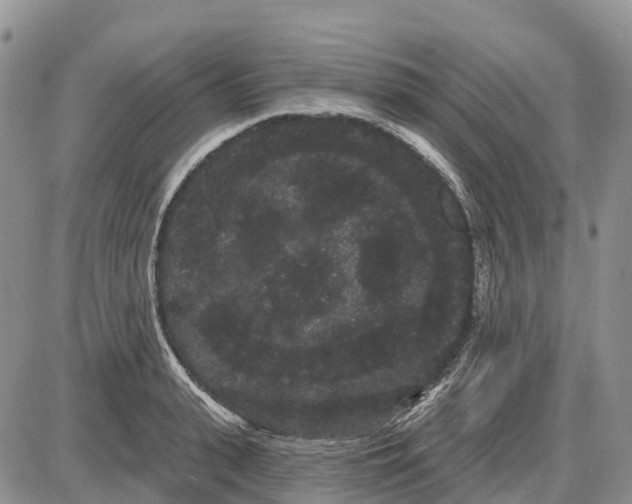 X0000085040943200703191229