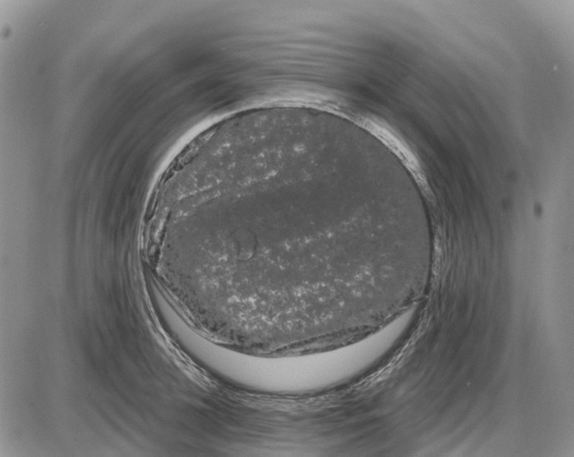 X0000085040948200703191229