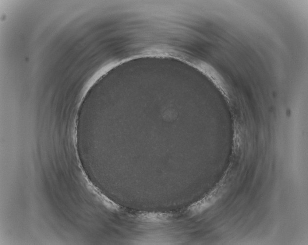 X0000085040950200703191229