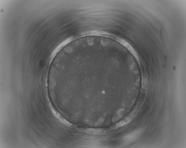 X0000085040954200703191230