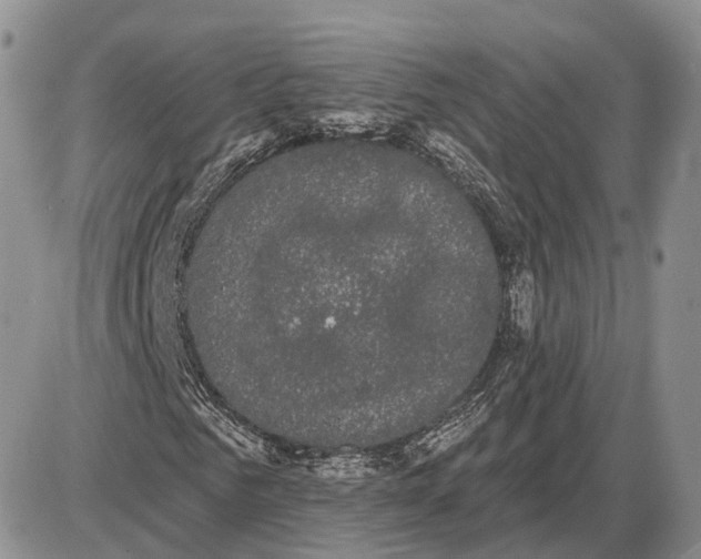 X0000085040961200703191229