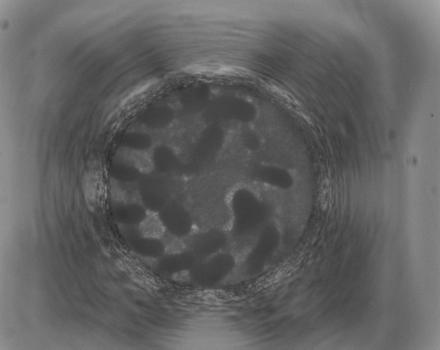 X0000085040966200703191229