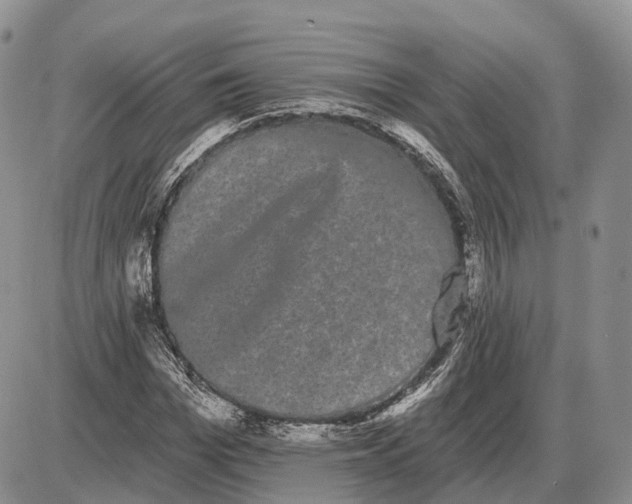 X0000085040969200703191229