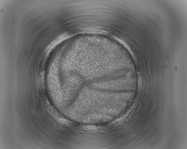 X0000085040971200703191229