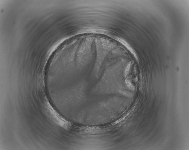 X0000085040972200703191229