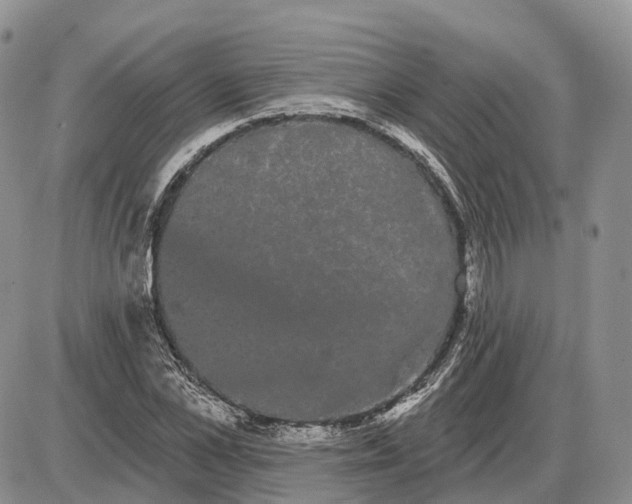 X0000085040973200703191229