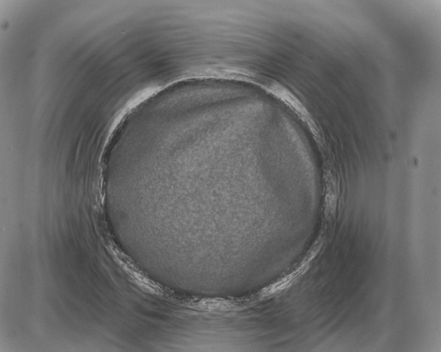 X0000085040974200703191229