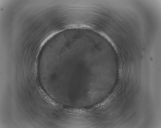 X0000085040975200703191229