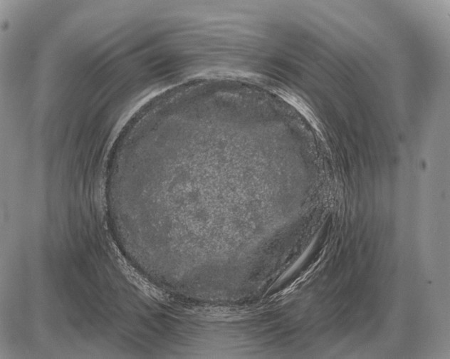 X0000085040976200703191229