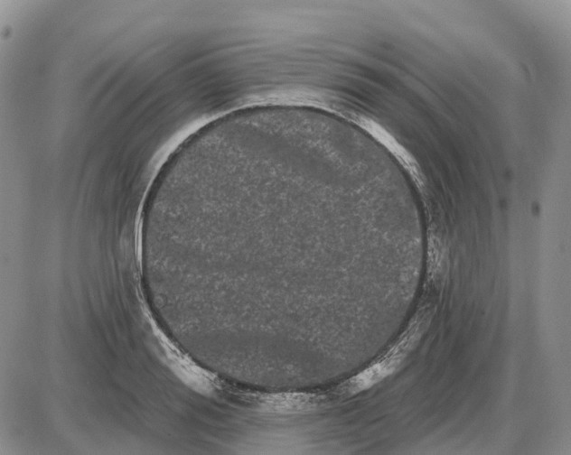 X0000085040988200703191228