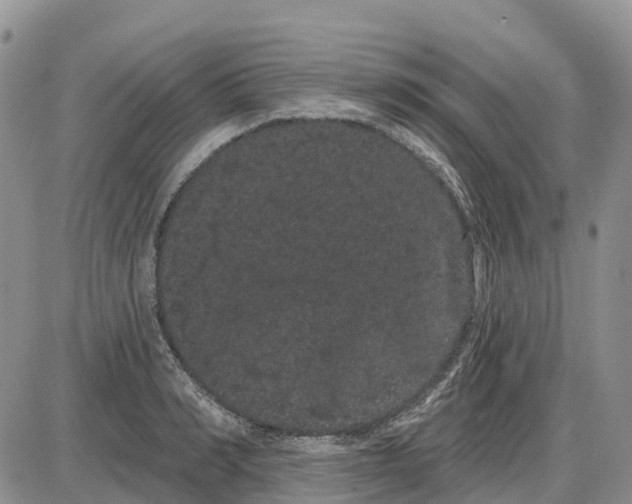 X0000085040990200703191228