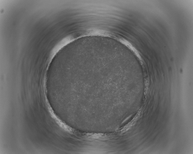 X0000085040991200703191228