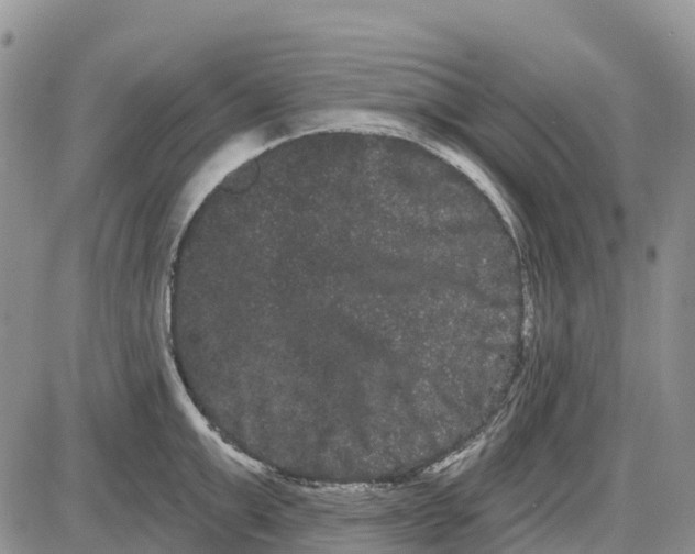 X0000085040999200703191228