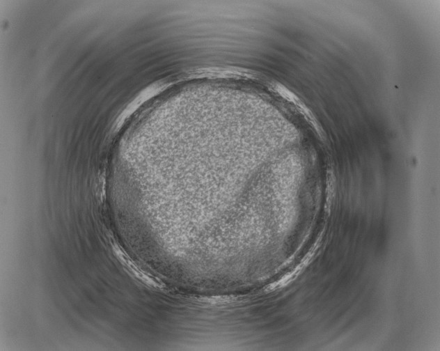 X0000085041017200703191227