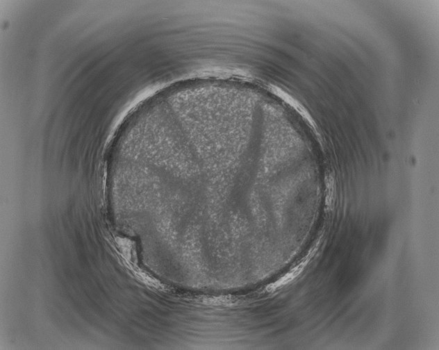 X0000085041021200703191227