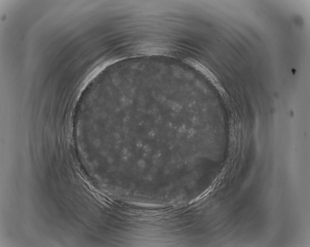 X0000085041023200703191227