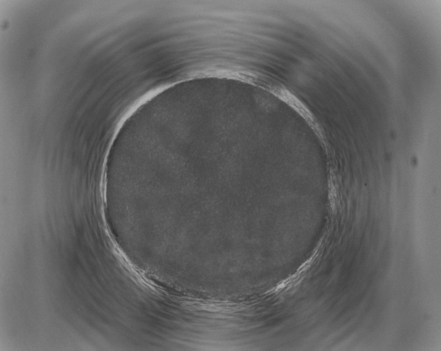 X0000085041028200703191228