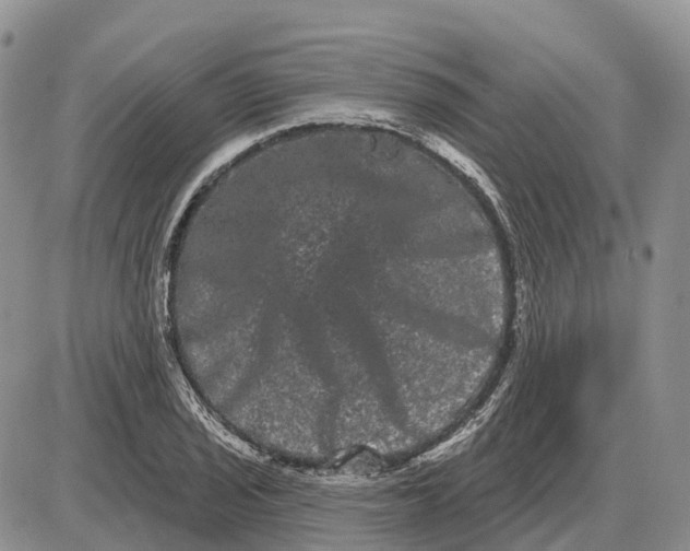 X0000085041029200703191228