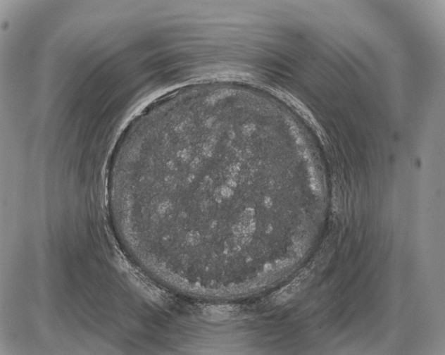 X0000085041031200703191228