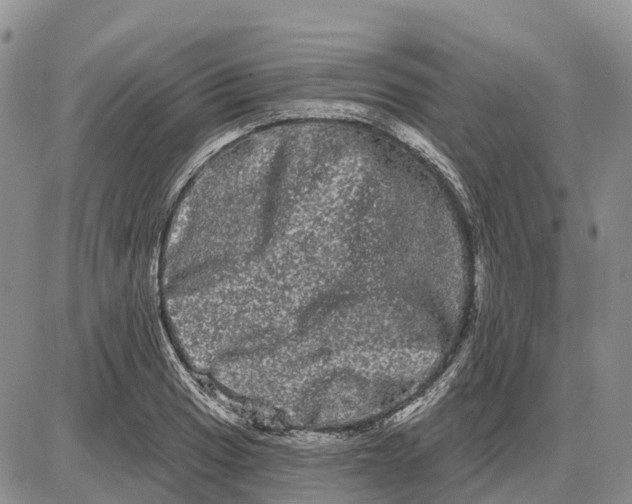 X0000085041033200703191228