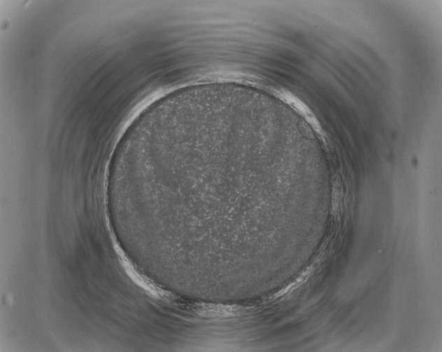 X0000085041039200703191228