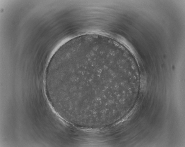 X0000085041048200703191228