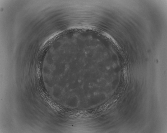 X0000085041064200703191227