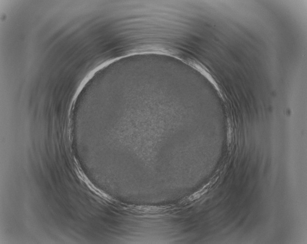 X0000085041116200703191226