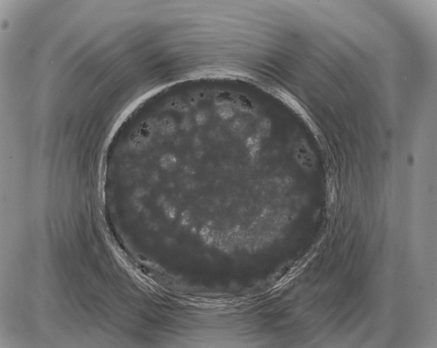 X0000085041124200703191226