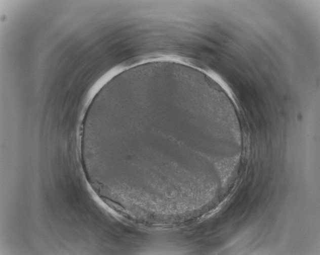 X0000085041151200703191226