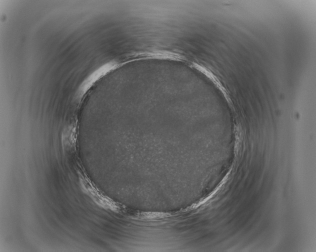 X0000085041163200703191225