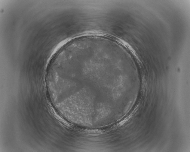 X0000085041168200703191225