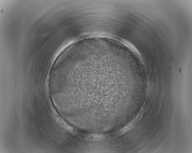 X0000085041190200703191225