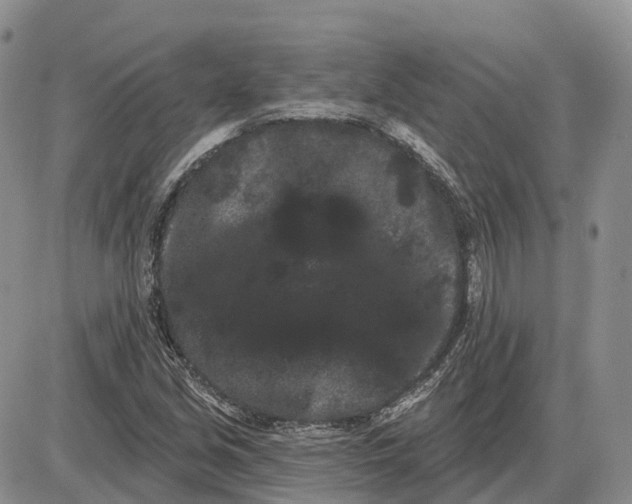 X0000085041213200703191224