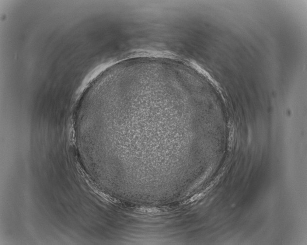 X0000085041215200703191224