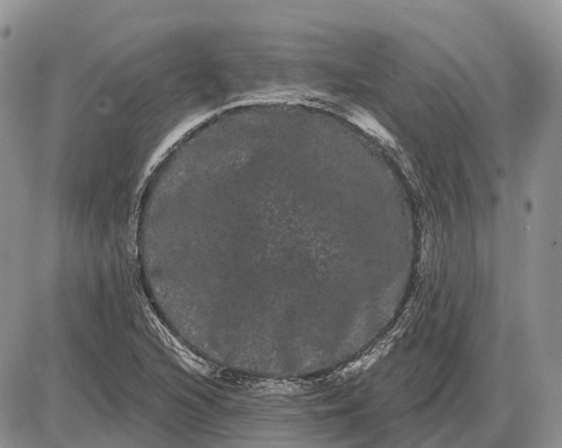 X0000085041216200703191224