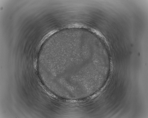 X0000085041217200703191224