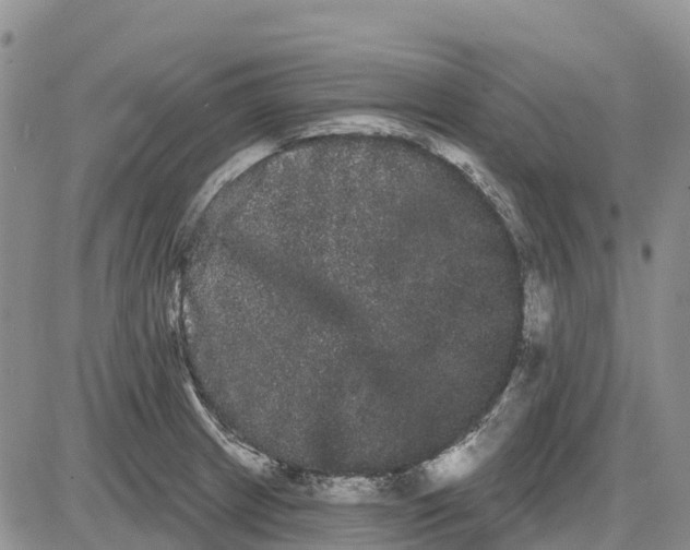 X0000085041233200703191225