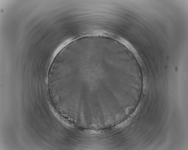 X0000085041234200703191225