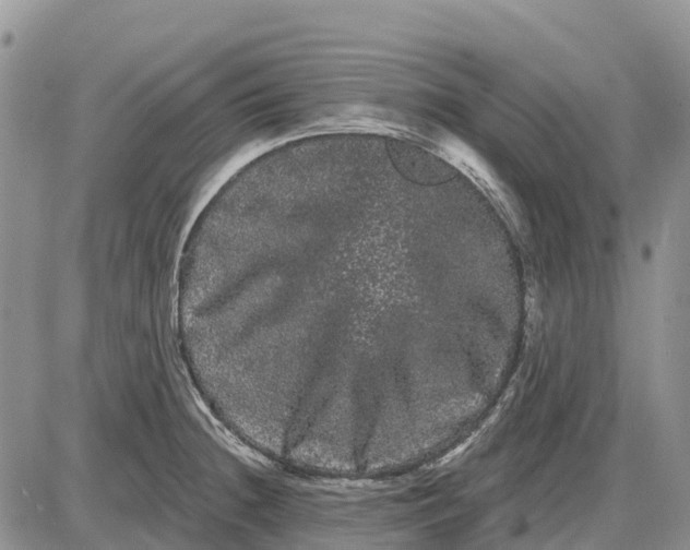 X0000085041236200703191225