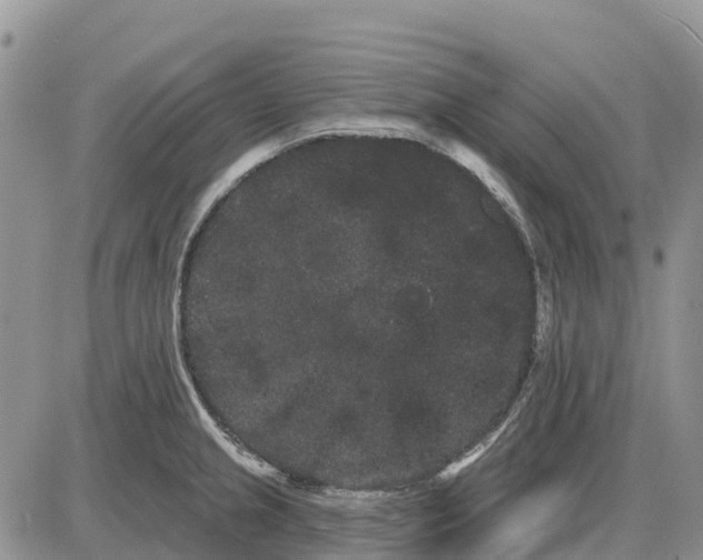 X0000085041237200703191225