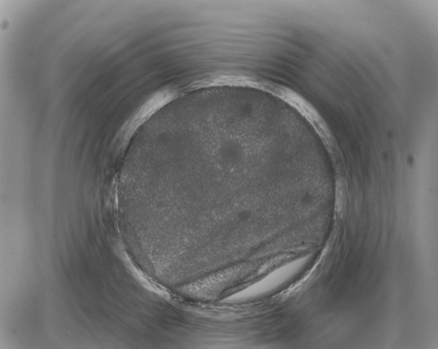 X0000085041241200703191225