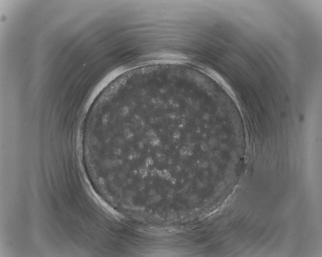 X0000085041243200703191225