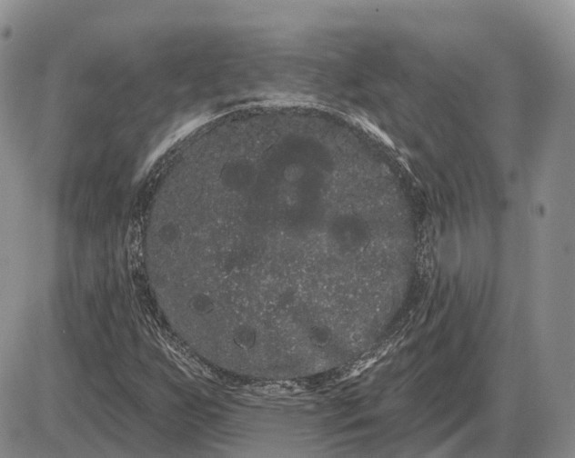 X0000085041255200703191224