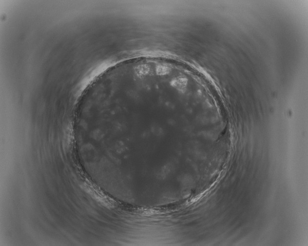 X0000085041263200703191224