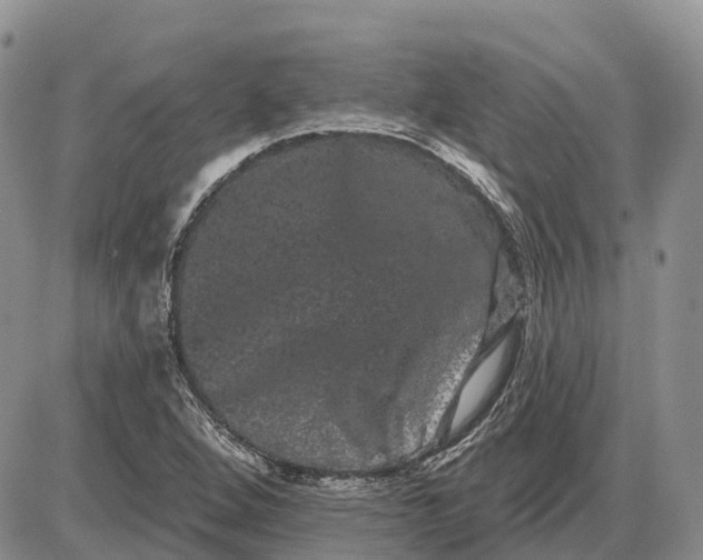 X0000085041264200703191224