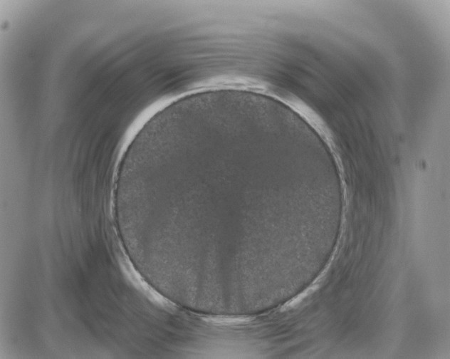 X0000085041296200703191223