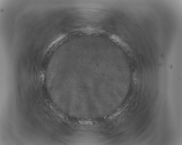 X0000085041302200703191223