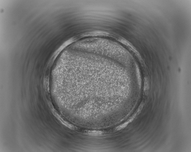 X0000085041321200703191223