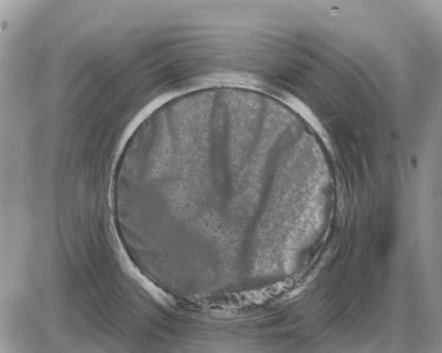 X0000085041339200703191223